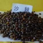 Sea buckthorn seed
